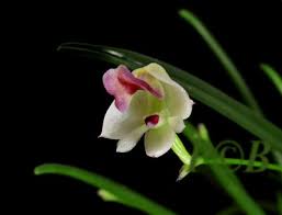 Image result for Polystachya vulcanica