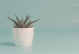 · how do you get a dye's color? Free Images Flowerpot Plant Cactus 5834x4000 Ylanite Koppens 1544885 Free Stock Photos Pxhere