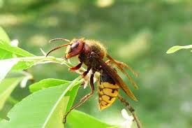 De aziatische hoornaar komt van nature voor in zuidoost azië. Hoornaars Dodelijk Hoe Gevaarlijk Is Deze Megawesp