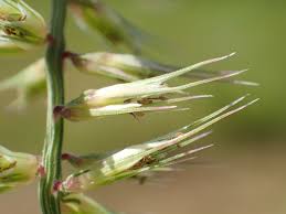 Image result for Dinebra retroflexa