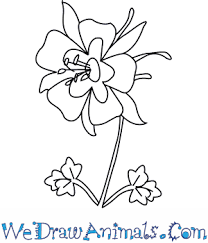 Extend short, curved lines outward from the circle, forming the flower's filaments. How To Draw A Columbine Flower