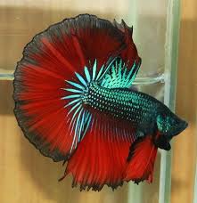 Pin By Ayesha Khan On Betta Fish Stuff Betta Fish Betta Fish
