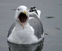 Bird With Big Mouth Big Mouth Bird Collection Big Mouth Bird Animals