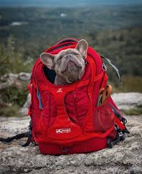 The trail offers a number of activity options and is best used from april until october. 10 Great Dog Friendly Hikes In New Hampshire Kurgo Dog Products