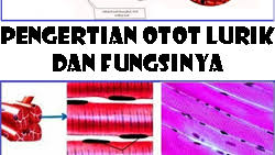 Pengertian Dan Fungsi Otot Lurik Serta Ciri Ciri Otot Lurik