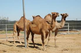 Also, the foot of a camel is not fully divided into two parts as with other animals. Pin On Oh The Places I Could Go