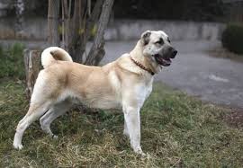 Ամենամեծ մարտական \u200b\u200bշները: Պայքար շների ցեղատեսակներ. Վերանայեք  վերնագրերով եւ լուսանկարներով