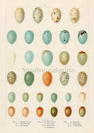 bird eggs print song birds eggs print 31 birds eggs wall etsy bird eggs bird prints eggs illustration