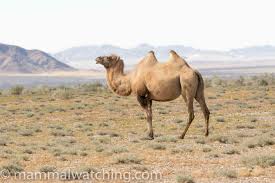 They live in temperate deserts. Mongolia 2016 Trip Report Mammal Watching