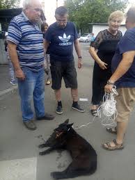 In plus, aceste fisiere va permit distribuirea continutului catre prietenii si retelele dvs. Caine Tras DupÄ MaÈinÄ In MÄrÄÈti Clujenii Au Luat Atitudine Foto Stiri De Cluj