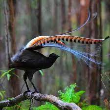 pin by miroslawa zajac on fragile indonesia land of diversity birds animals australian birds