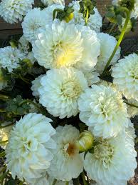 Image result for Dahlia `Snowflake`