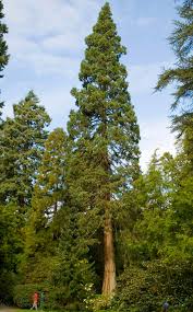 Coast redwood trees grow in the summer fog belt that stretches from central california north to the oregon the history of redwood is as interesting and engaging as the magnificent trees themselves. Redwood Trees Lovetoknow