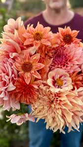 Image result for Stolzia