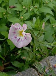 Image result for Convolvulus goyderi