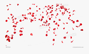 Falling Petals Png Free Download Rose Petals Falling Png Free Transparent Clipart Clipartkey Want to see more posts tagged #pink leaves? rose petals falling png
