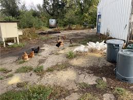 Turkey production and cost down in 2024