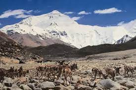 Everest Base Camp Tour Gyantse China Activities Lonely Planet