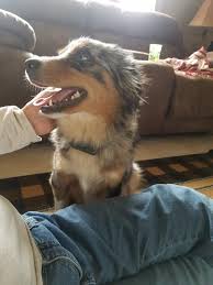 Choosing an australian shepherd breeder requires doing your research. Australian Shepherd Breeders