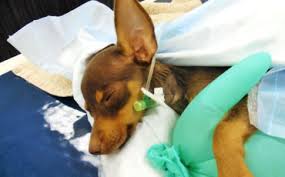 Call for appointment now · locations near you · exhaustive directory Home Acorn Hill Animal Hospital