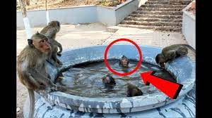 Baby monkey happy is vocal during bath time! Cute Baby Monkeys Taking A Bath So Happy Happy The Monkey Youtube Cute Baby Monkey Pet Monkey Cute Babies