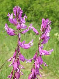 Image result for Polygala ohlendorfiana
