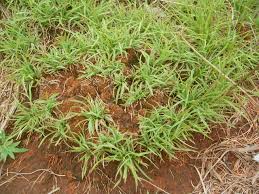 Image result for Microchloa
