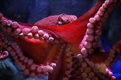 Giant Pacific octopus | Animals | Monterey Bay Aquarium
