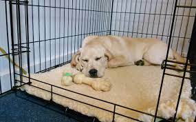 'crate training' a dog, is the process of teaching a puppy or dog to relax and feel comfortable in a anything that you choose to put in the puppy crate, you need to feel confident about the puppy either way, you will need to provide your puppy with some kind of reasonably comfortable bedding. Coping With Confinement Animal Therapy Magazine