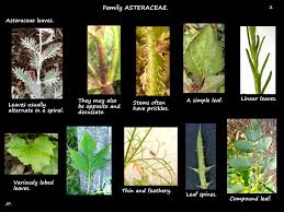 Image result for Asteraceae