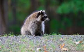 We all know about mordenkainen you asked how do you create spells and balance them right? Raccoon The Canadian Encyclopedia