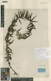 Image result for Asplenium angolense