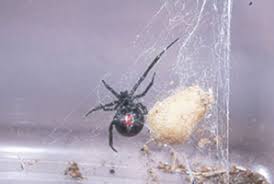 Baby black widow spiders are very small when they hatch. Types Of Venomous Spiders Niosh Cdc