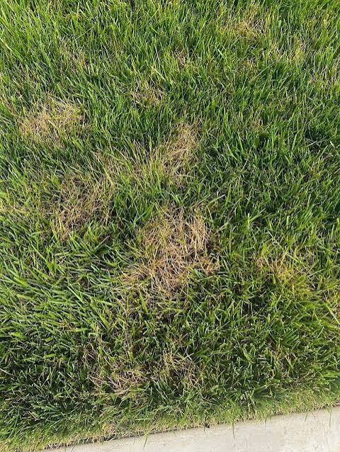 4 Things to Know About Dollar Spot Lawn Fungus in Ohio