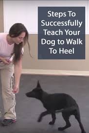 We did not find results for: Teach Your Dog To Heel A Step By Step Guide Dog Training Techniques Dog Training Obedience Training Your Dog