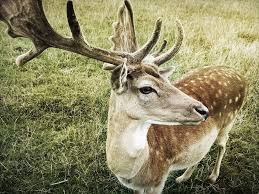 How Long Do Deer Live Catch Them Easy Animals Deer Mammals