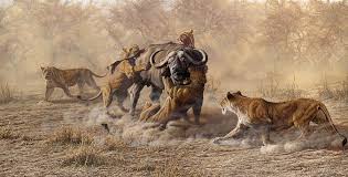 The Take Down Lions Attacking Cape Buffalo By Alan M Hunt Wildlife Art Buffalo Art Print Buffalo Art