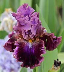 Photo Of The Bloom Of Tall Bearded Iris Iris Electric Candy Posted By Aruba1334 All Things Plants Bearded Iris Iris Flowers