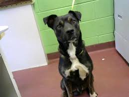 3,529 likes · 8 talking about this. Help Paws Clear The Shelters Murfreesboro Voice