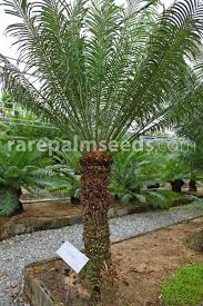 Image result for Cycas