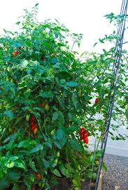 Tall, and is in no way confined to the large tomato cage it's in. Juliet Tomato Plant Size Cromalinsupport