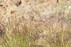 Image result for Aristida adscensionis