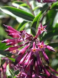Image result for Cestrum × cultum