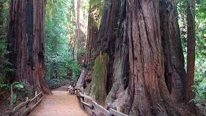 Among The Tallest Trees On Earth The California Redwoods John Muir National Park Tamalpais Califor Muir Woods National Monument Muir Woods Places To Visit
