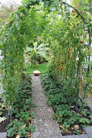 Bad Durkheim Tomatenlaube In Einem Privatgarten Tomato Pergola In A Private Garden Outdoor Gardens Garden Projects Garden Design