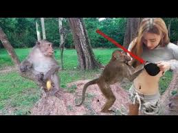 Amazing Cambodia Youtube Monkeys Funny Good Jokes Top Funny