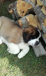 Pin By Maaret Kosonen On Animals St Bernard Dogs Cute Animals Big Puppies