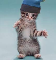 Animal Animations Photo Kitten In Hat Dancing Cat Dancing Animals Cute Cats