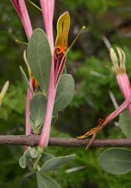 Image result for Helixanthera woodii