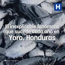 Lluvia de peces en el norte de méxico. Honduras Com La Lluvia De Peces En Yoro Honduras Facebook